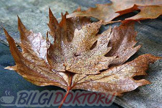 kuru-cinar-agazi-yapragi