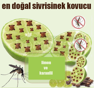 dogal-sivri-sinek-kovucu