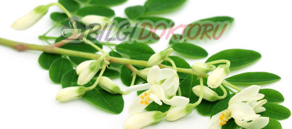 Moringa Oleifera Bitkisi Yaprağı