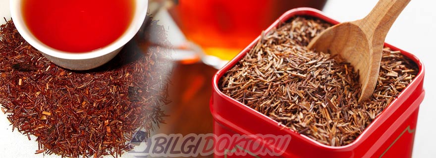 Rooibos Çayı (Aspalathus Linearis)