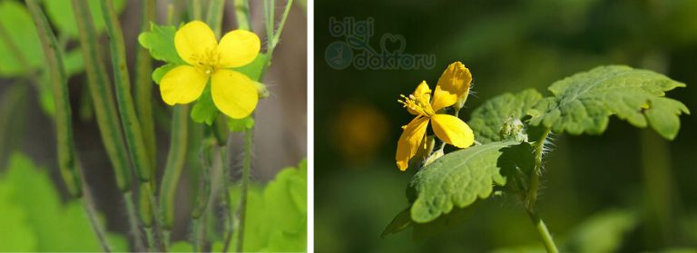 Kırlangıç Otu Nedir? Faydaları ve Kullanım Alanları — Bilgi Doktoru